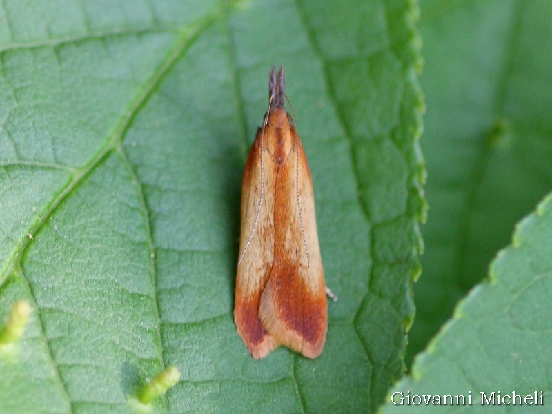 Tortricidae? da ID, No Gelechidae - Dichomeris ustalella